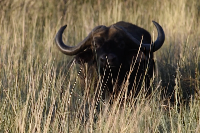 Rhulani Minute Safari - Old buffalo off the road