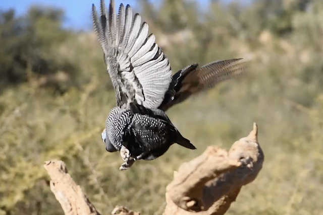 Rhulani Minute Safari - Guineafowl flying off