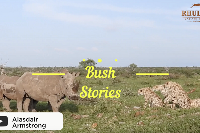 Rhulani bush stories: Five rhinos, five cheetahs