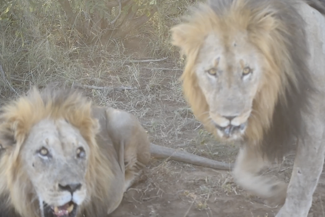 Rhulani Minute Safari - Two massive male lions