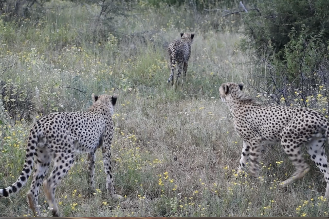 Rhulani Minute Safari - Cheetah brothers waking up