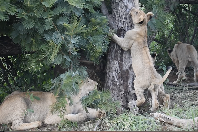 Rhulani Minute Safari - Baby lions in the bushes