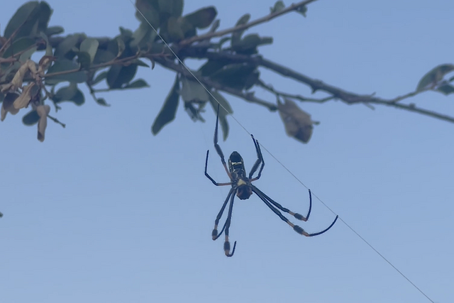 Rhulani Minute Safari - Golden orb-web spider in golden sun