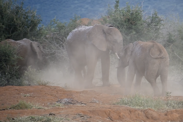 Rhulani Minute Safari - Elephant sand bath after the mud