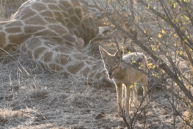 Minute Safari – Cunning jackal at the giraffe kill
