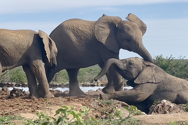 Rhulani Minute Safari - Young elephants playing at the hide