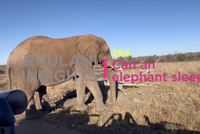 Rhulani Insights 284 - Can an elephant sleep?