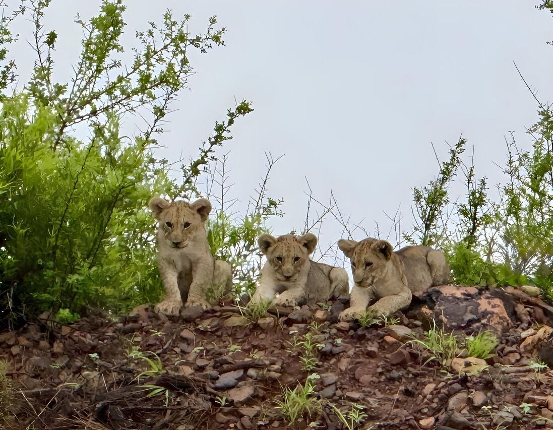 2ca39cc0 2dd6 48c9 abf4 038b48da8ebd