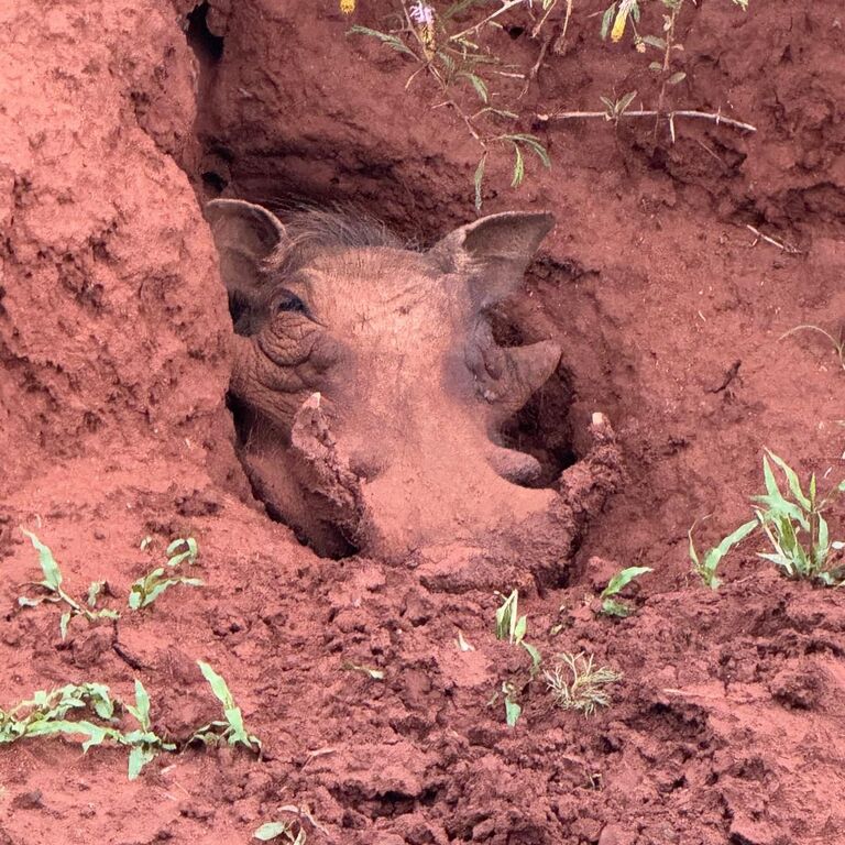 D14e4724 3186 4387 b94a 8e34c9086c02