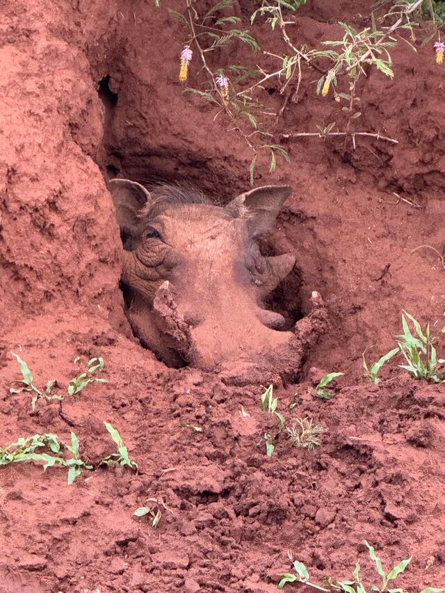 D14e4724 3186 4387 b94a 8e34c9086c02