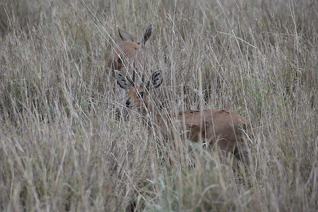 Rhulani Minute Safari - Steenboks in the high grass