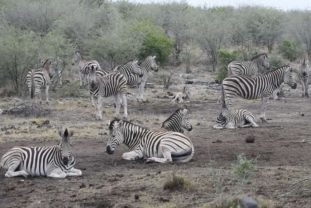 Rhulani Minute Safari - Zebra resting time