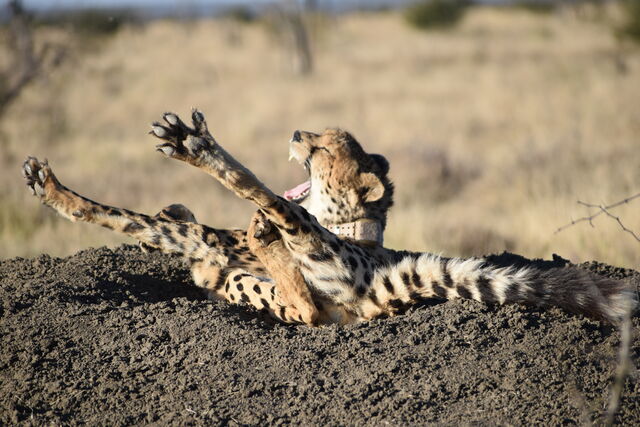 Rhulani Minute Safari – Cheetah stretching