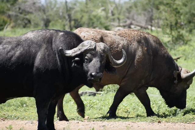 Rhulani Minute Safari - Two old buffaloes