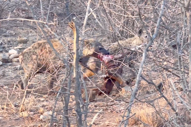 Rhulani Minute Safari - Hyena clan in the thicket