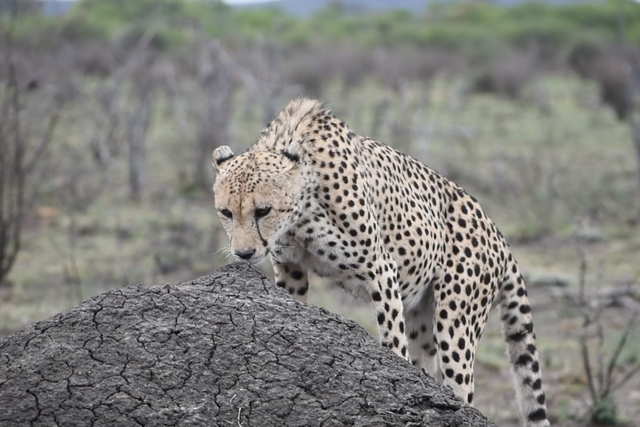 Rhulani Minute Safari - Cheetah on its way to a viewpoint