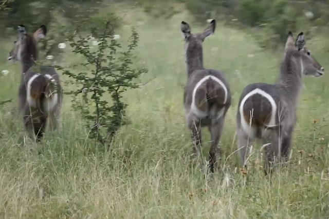 Rhulani Minute Safari - Waterbucks far from the water