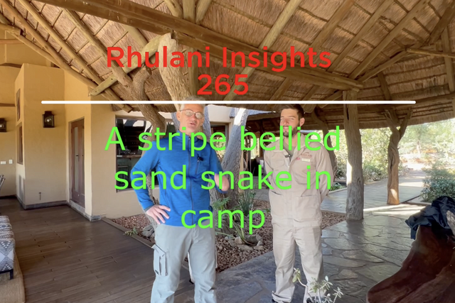 Rhulani Insights 265 – A stripe bellied sand snake in camp