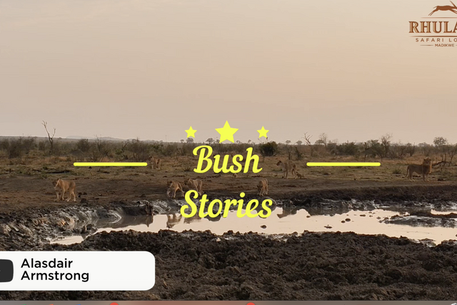 Rhulani bush stories: New kids on the block