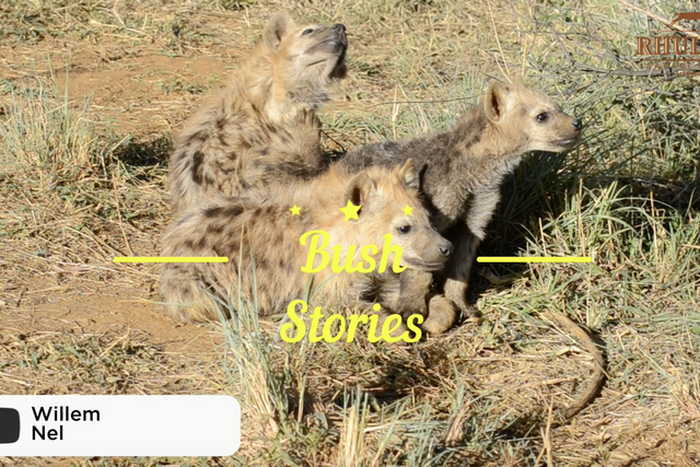 Rhulani bush stories: Hyena youngsters