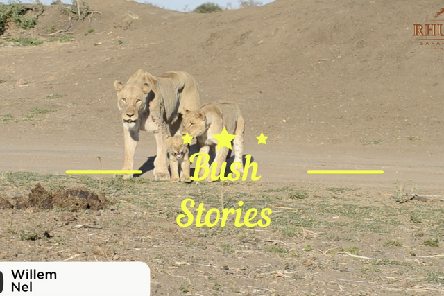 Rhulani bush stories: Lion cubs with their mighty father