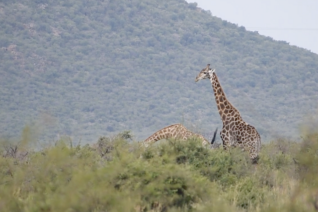 Rhulani Minute Safari - Giraffes are classic browsers