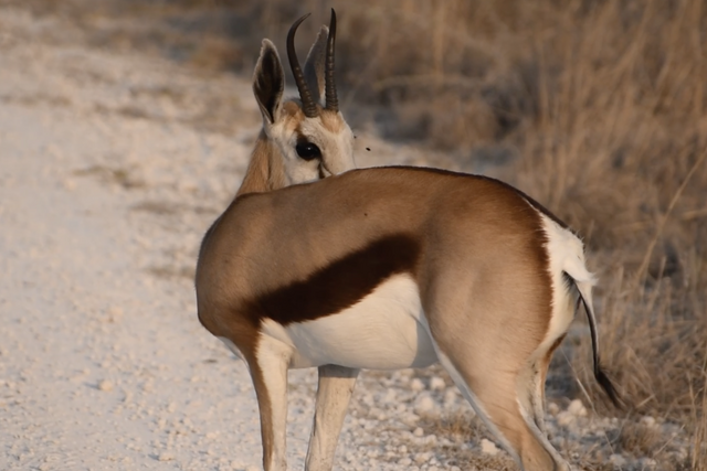 Rhulani Minute Safari - The shiny fur of the springbok