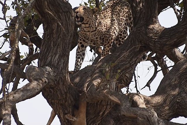 Rhulani Minute Safari - The leopard with the impala prey