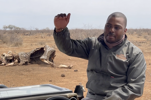 Life of a Ranger: Preorbital gland of a klipspringer