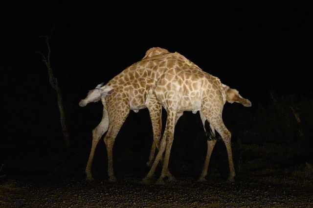 Rhulani Minute Safari - Giraffes dancing and necking