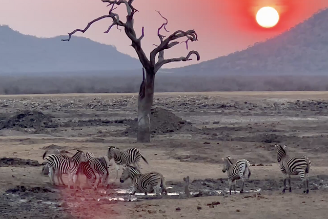 Rhulani Minute Safari - Zebras in idyllic setting at sunset