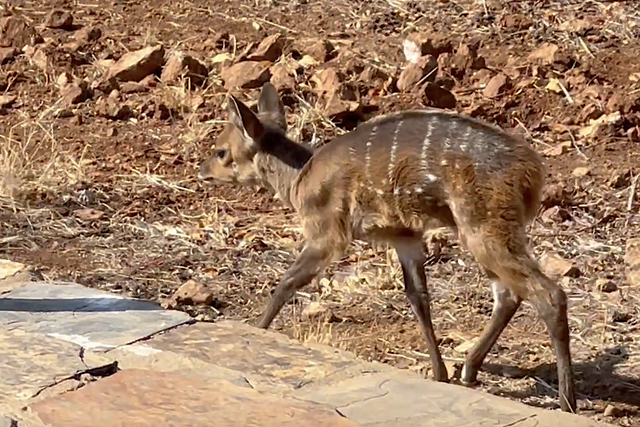 Rhulani Minute Safari - A bushbuck baby in the lodge