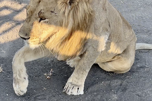 Rhulani Minute Safari - Big cats taking our shade