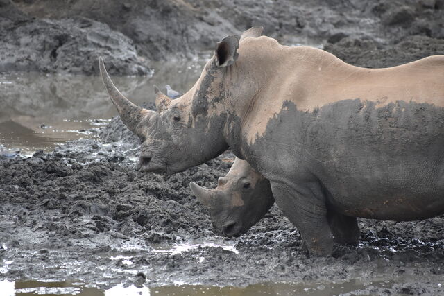 Guest Conservation Contribution: 10% adjustment from 1 March 2026