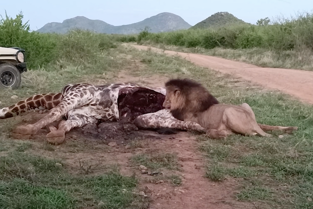 Rhulani Minute Safari - The lion eats a giraffe