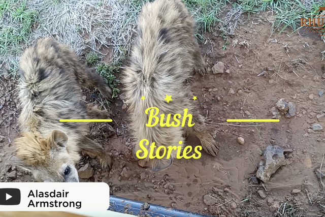 Rhulani bush stories: Stop eating the mud off my car!