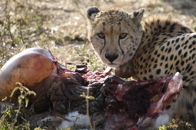 Rhulani Minute Safari - A busy eating cheetah
