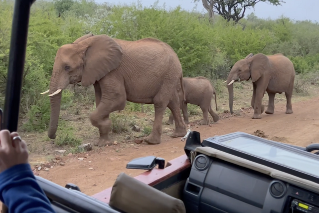 Rhulani Minute Safari - Elephant parade with babies