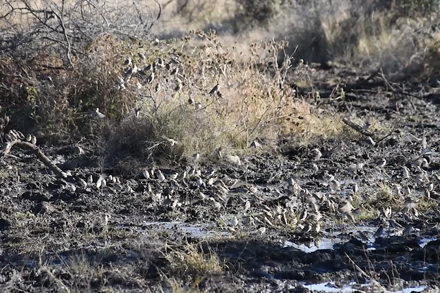 Rhulani Minute Safari - Queleas everywhere you look