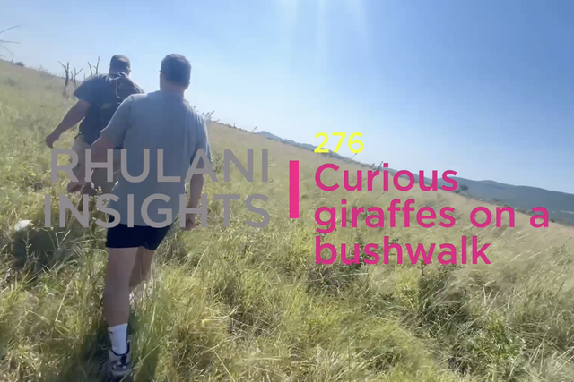 Rhulani Insights 276 – Curious giraffes on a bushwalk