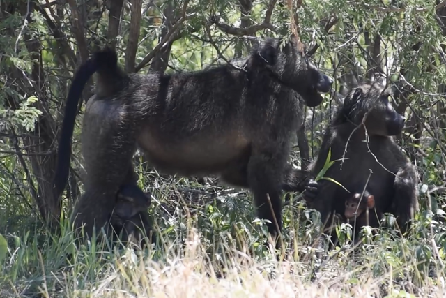 Rhulani Minute Safari – Chacma baboons in the shade