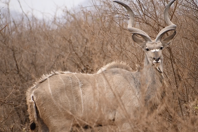 Rhulani Minute Safari - Majestic kudu male