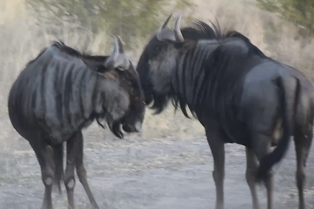 Rhulani Minute Safari - Blue wildebeest bull fight