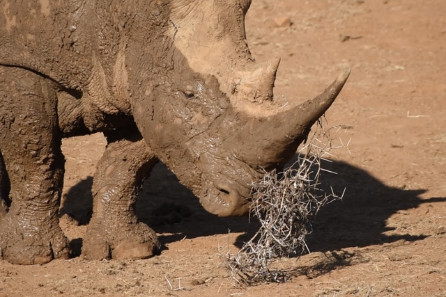 Rhulani Minute Safari - Rhino with a bush on its horn
