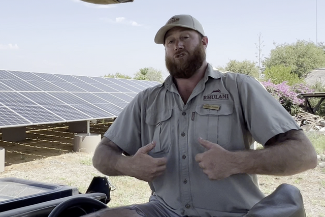 Life of a Ranger: Bullying Blue Wildebeest