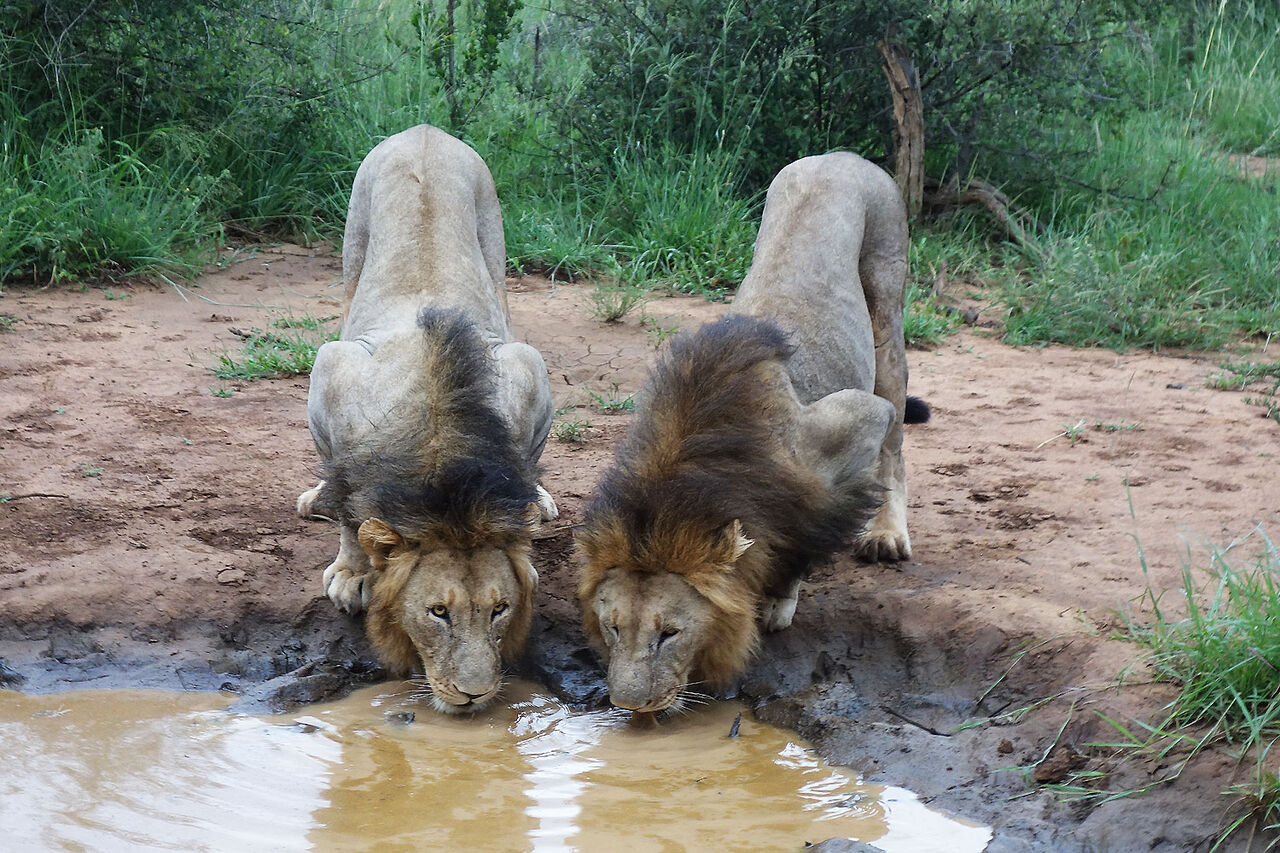 1 drinking lions befefo and chimbro