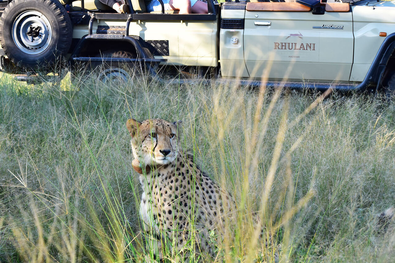 6 cheetah in front of rhulani safari vehicle